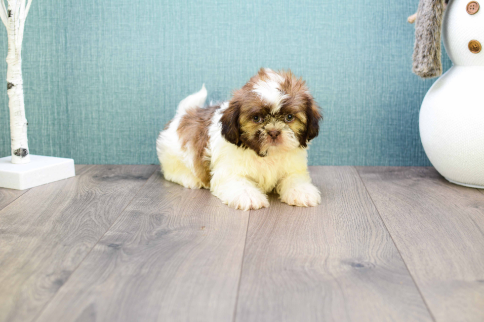Energetic Shi Chon Designer Puppy