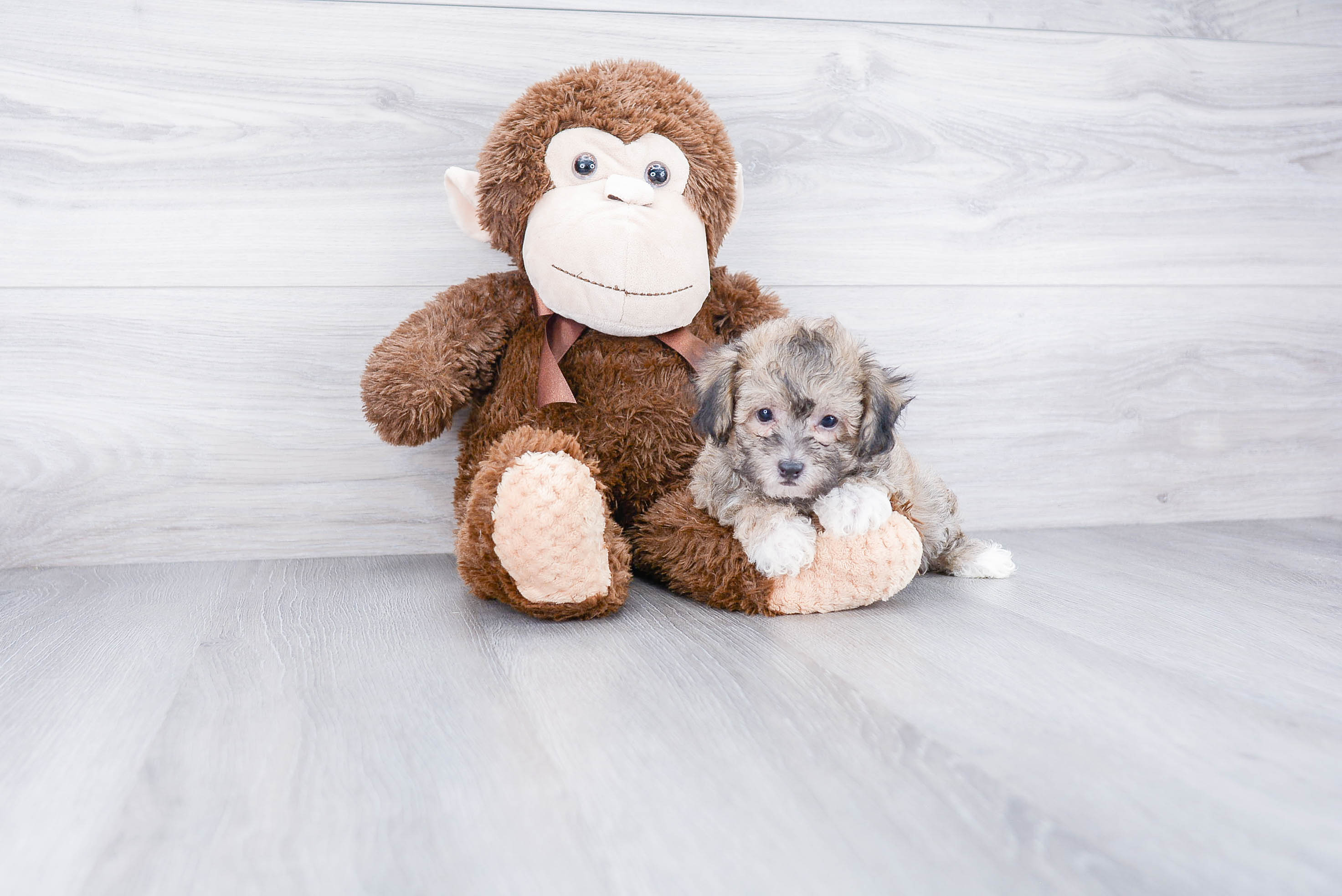 Popular Maltipoo Poodle Mix Pup