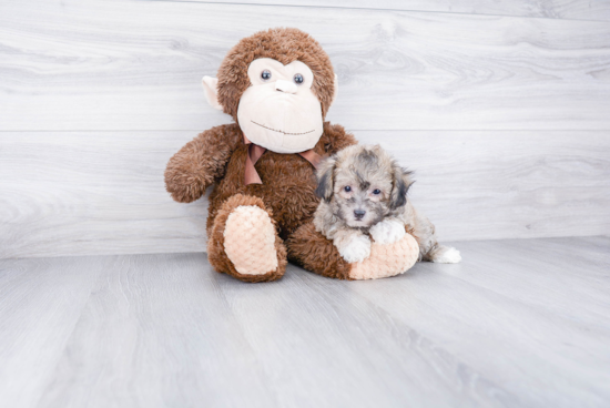 Popular Maltipoo Poodle Mix Pup