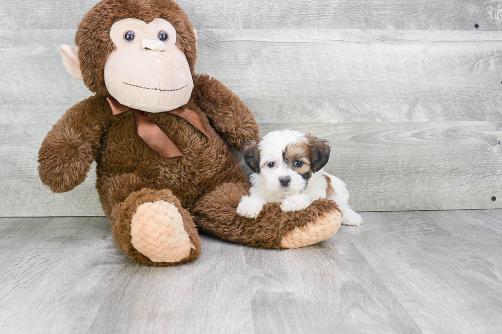 Fluffy Teddy Bear Designer Pup