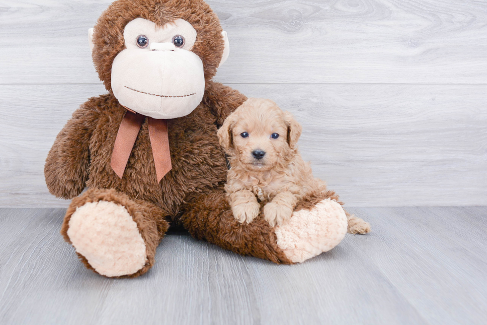 Friendly Cavapoo Baby