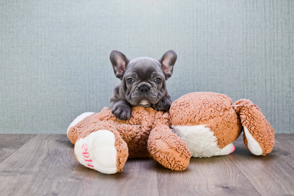 Petite Frenchie Purebred Puppy