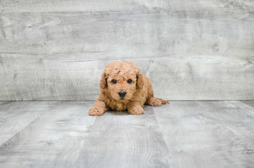 Best Mini Goldendoodle Baby