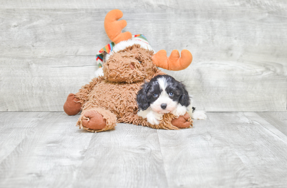 Fluffy Cavachon Designer Pup