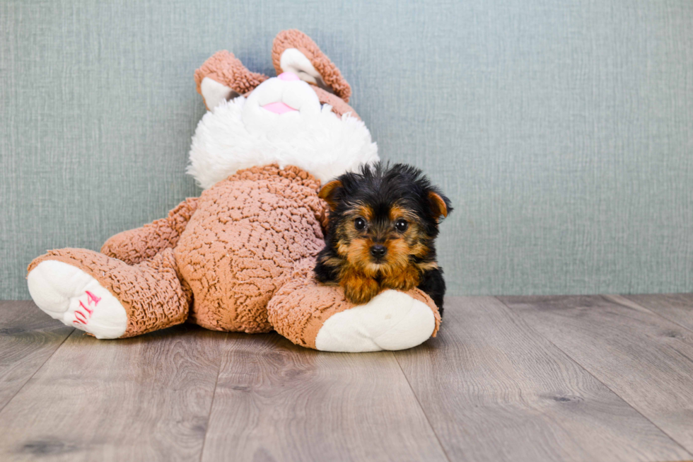 Meet Timmy - our Yorkshire Terrier Puppy Photo 