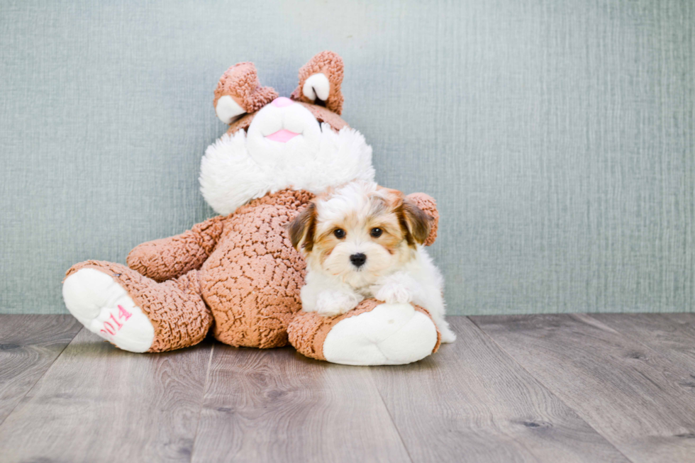 Friendly Morkie Baby