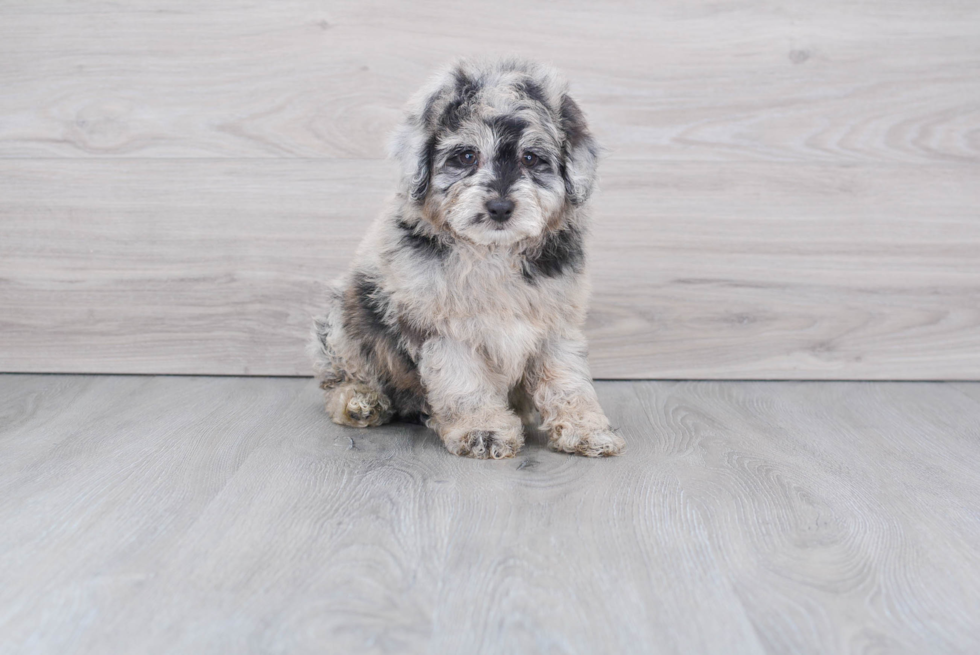 Mini Aussiedoodle Pup Being Cute