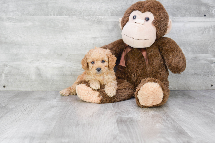 Cavapoo Pup Being Cute