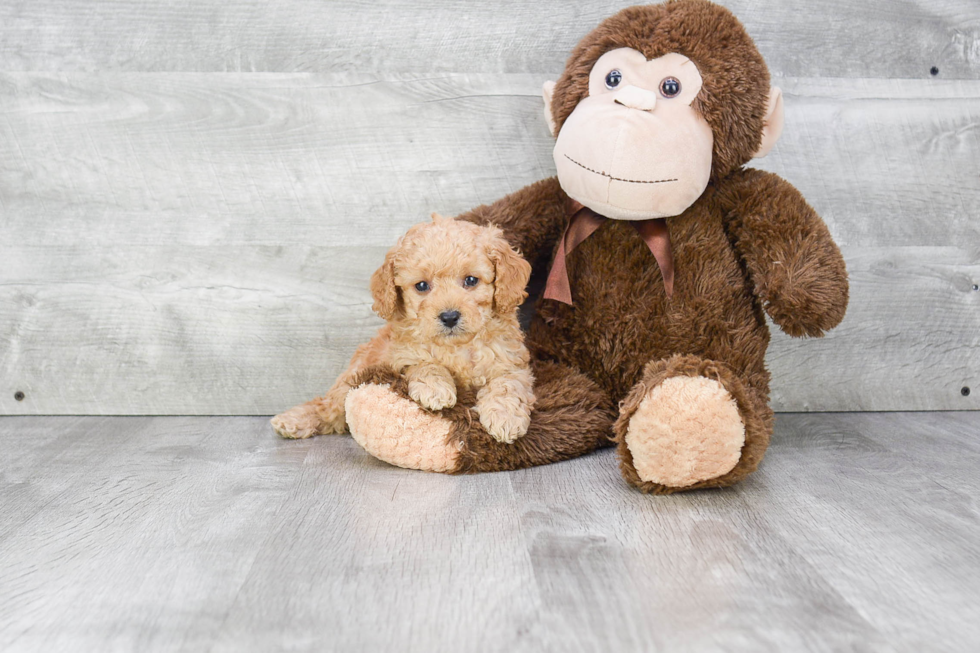 Cavapoo Pup Being Cute