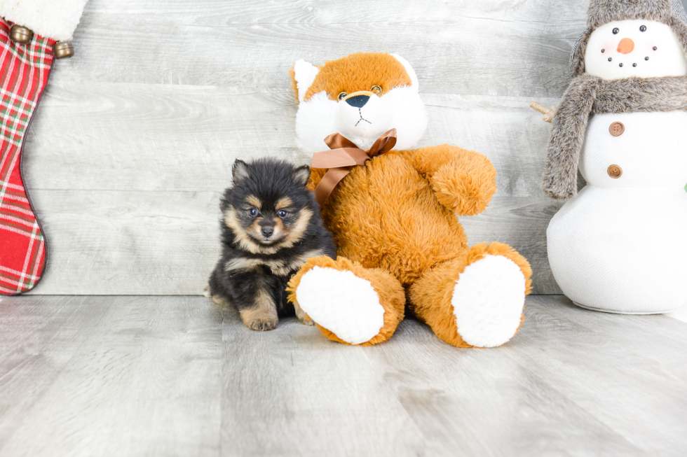 Akc Registered Pomeranian Purebred Pup