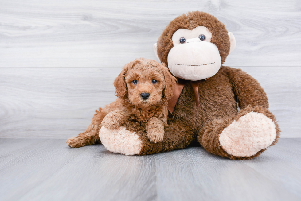 Best Mini Goldendoodle Baby