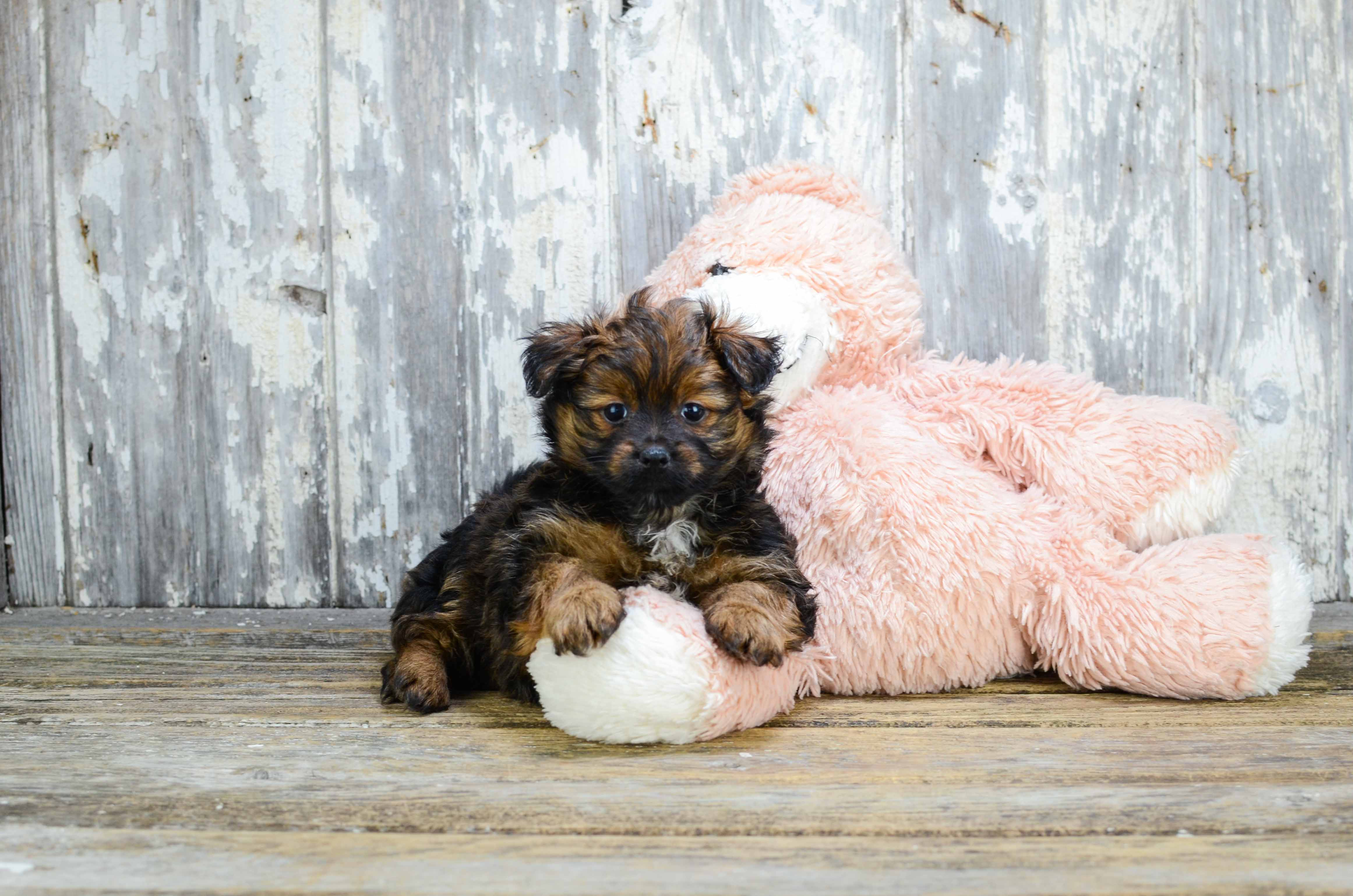 Yorkie Pom Puppy for Adoption