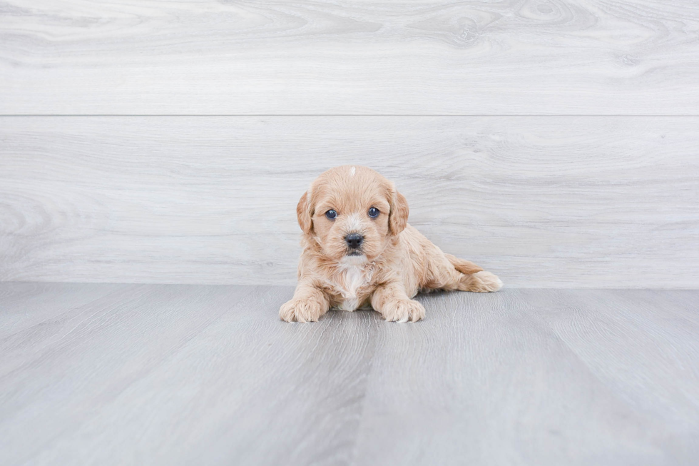 Sweet Cavapoo Baby