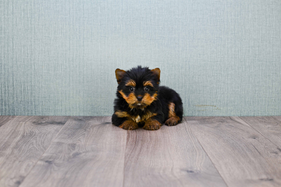 Meet Heidi - our Yorkshire Terrier Puppy Photo 