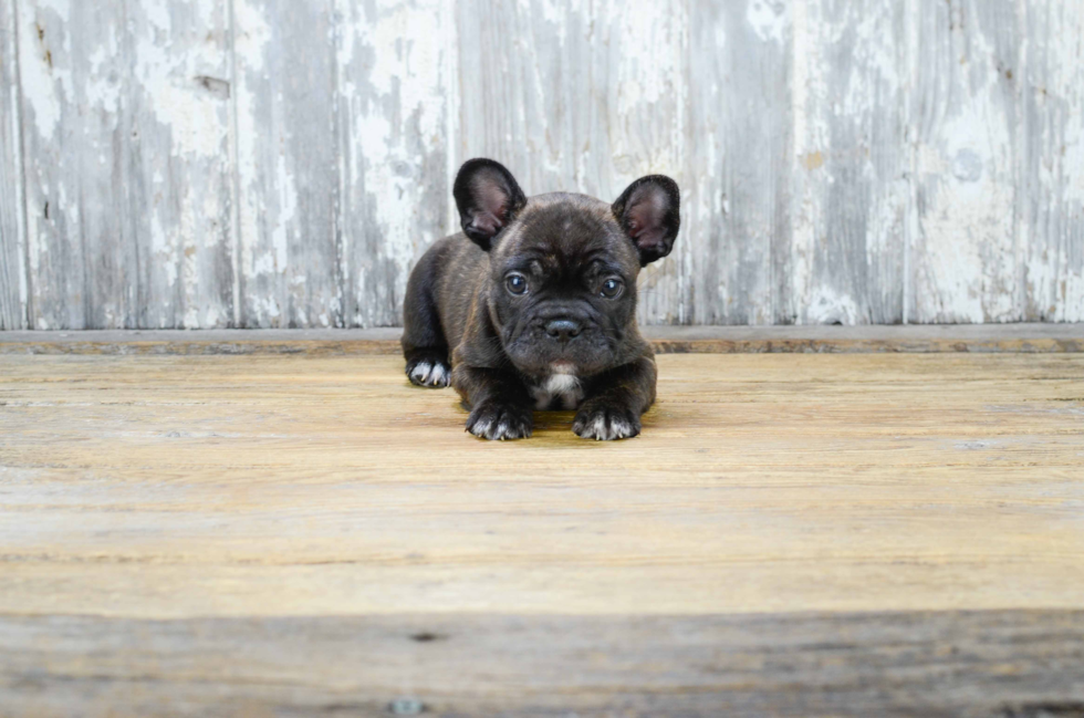 Adorable Frenchie Purebred Puppy