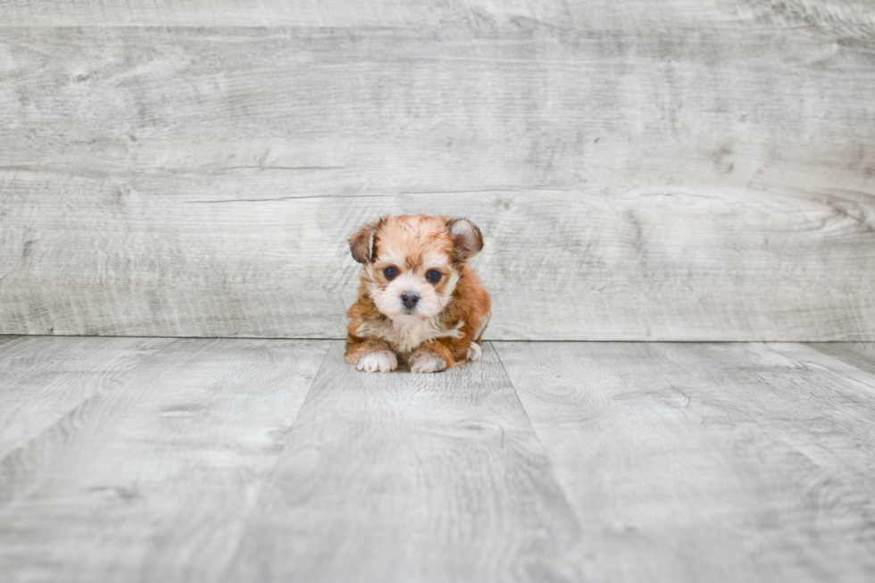 Hypoallergenic Yorkie Designer Puppy