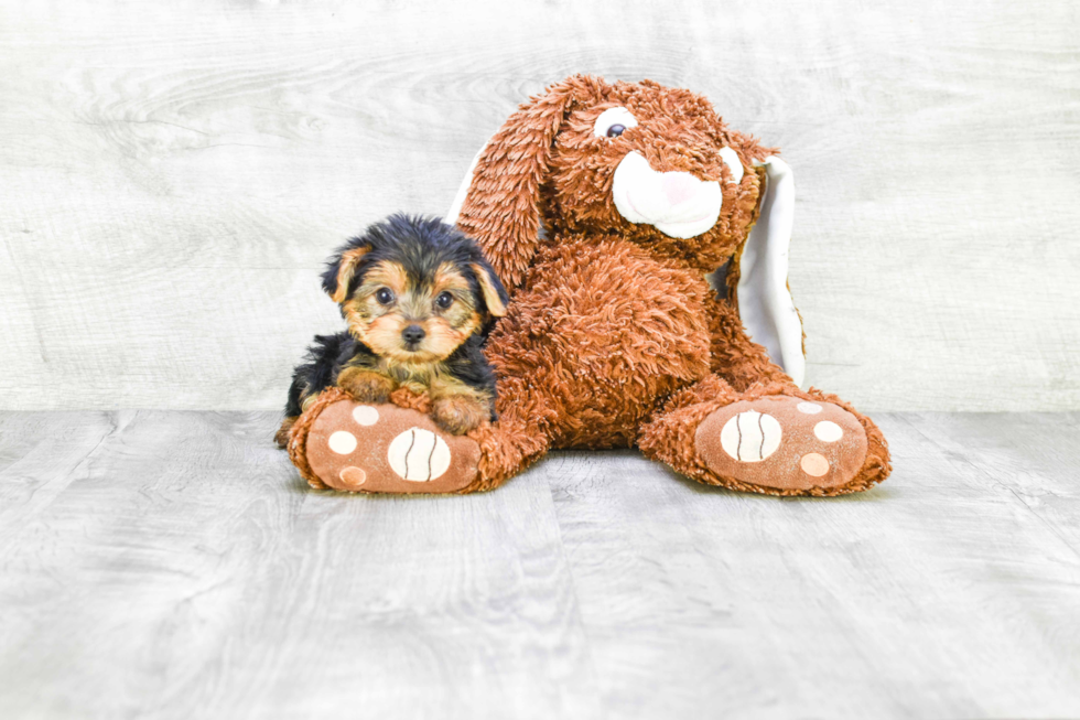 Meet Bella - our Yorkshire Terrier Puppy Photo 