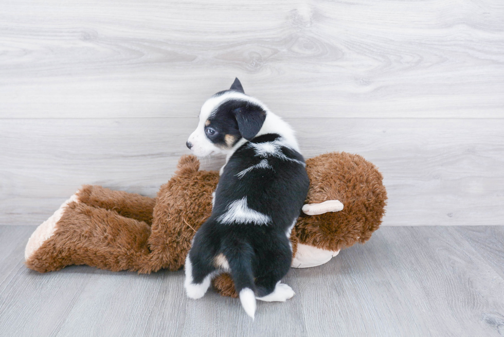 Cute Cowboy Corgi Baby