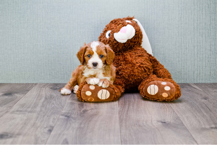 Cavapoo Pup Being Cute