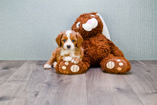 Cavapoo Pup Being Cute