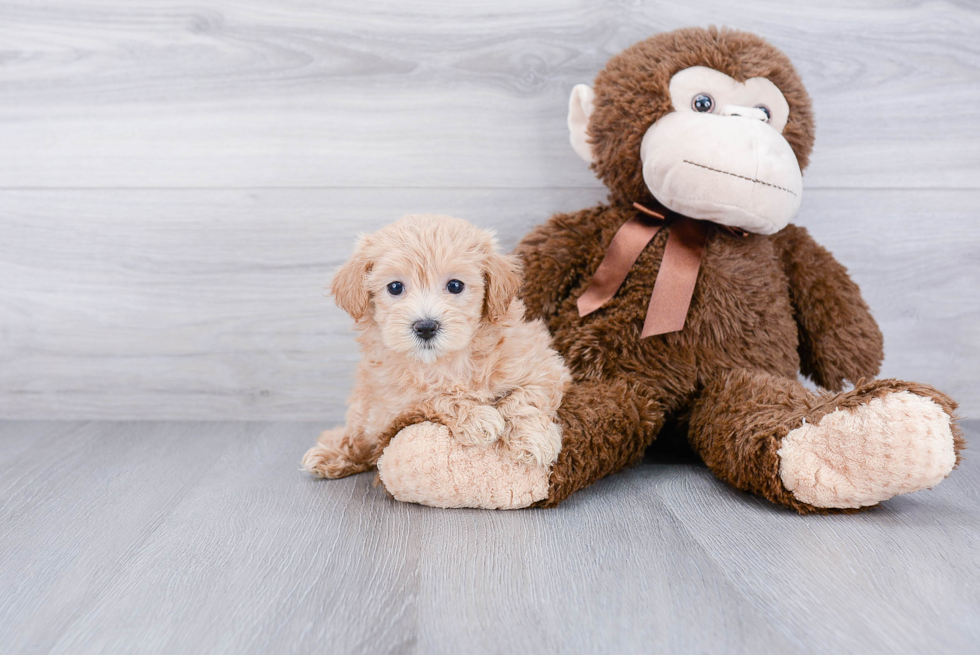 Cute Maltipoo Baby