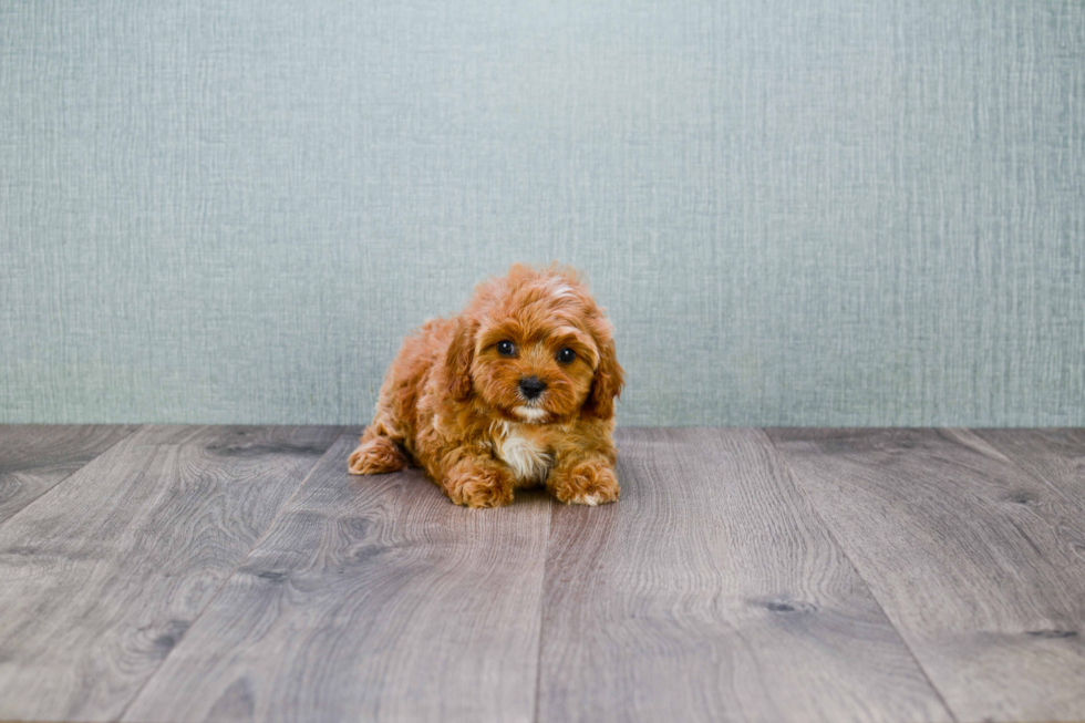 Cavapoo Puppy for Adoption