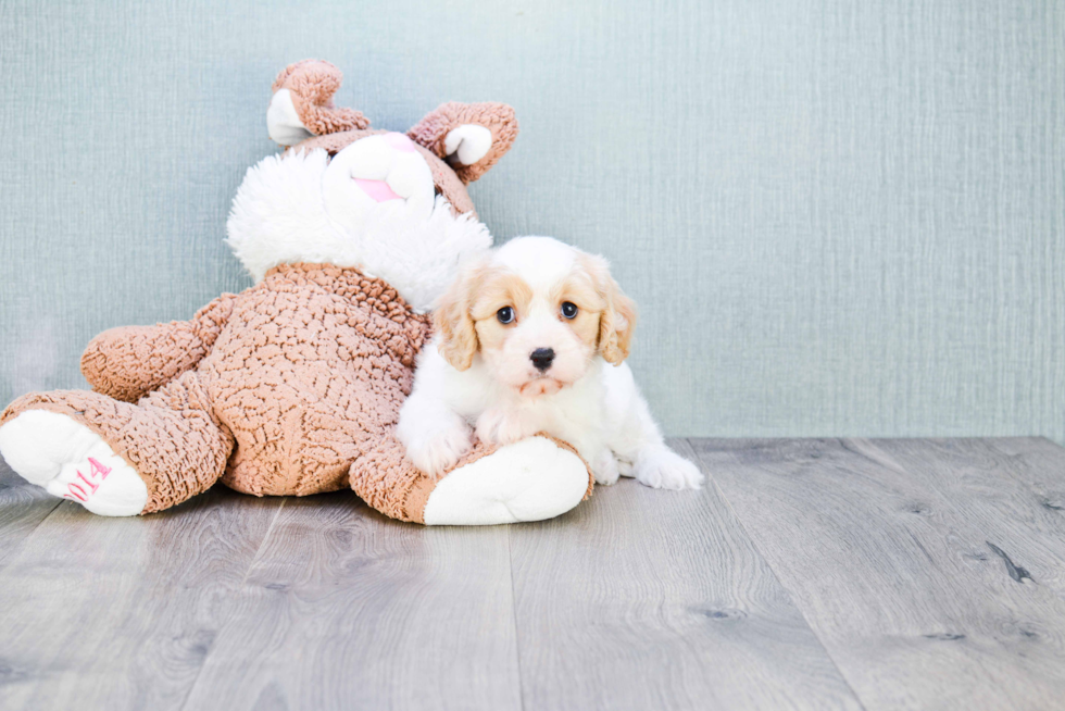 Cavachon Pup Being Cute