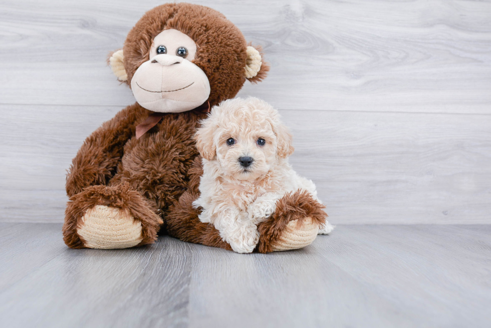 Best Maltipoo Baby