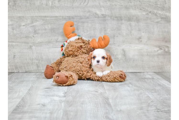 Small Cavalier King Charles Spaniel Baby