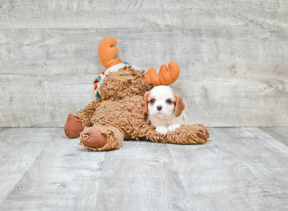 Small Cavalier King Charles Spaniel Baby