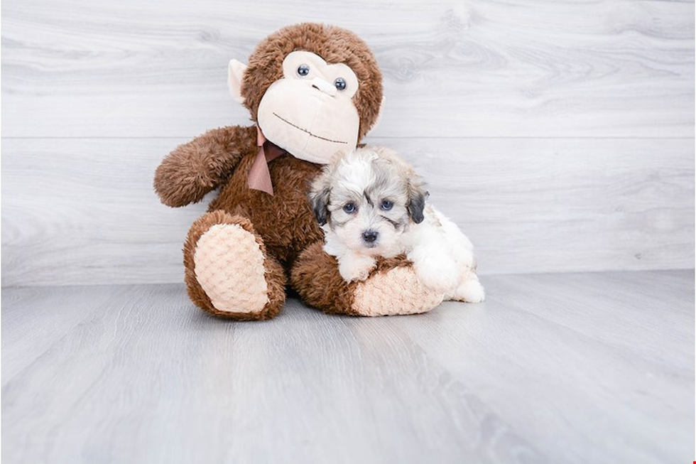 Teddy Bear Pup Being Cute