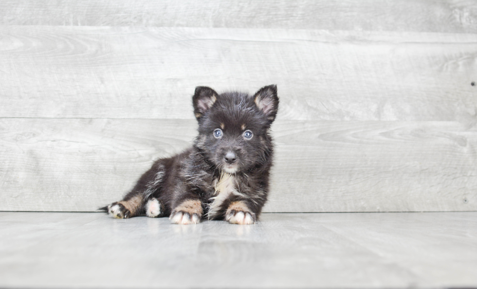 Pomsky Pup Being Cute