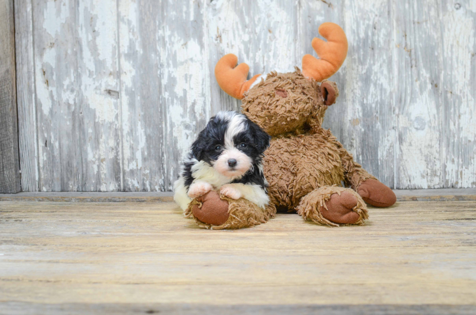 Friendly Teddy Bear Baby