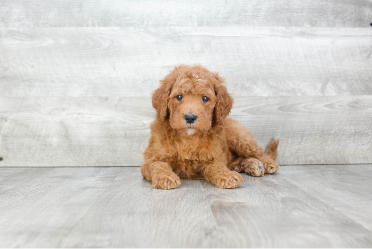 Best Mini Goldendoodle Baby