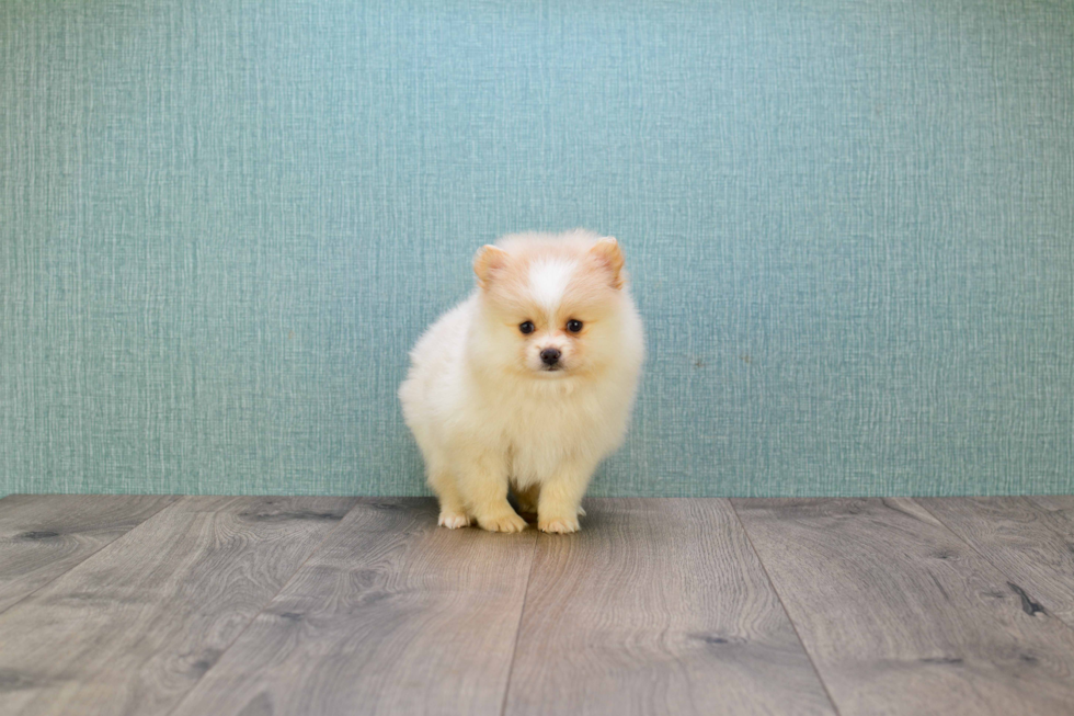 Pomeranian Pup Being Cute