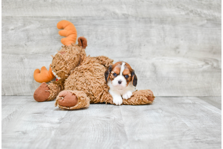 Cavachon Pup Being Cute