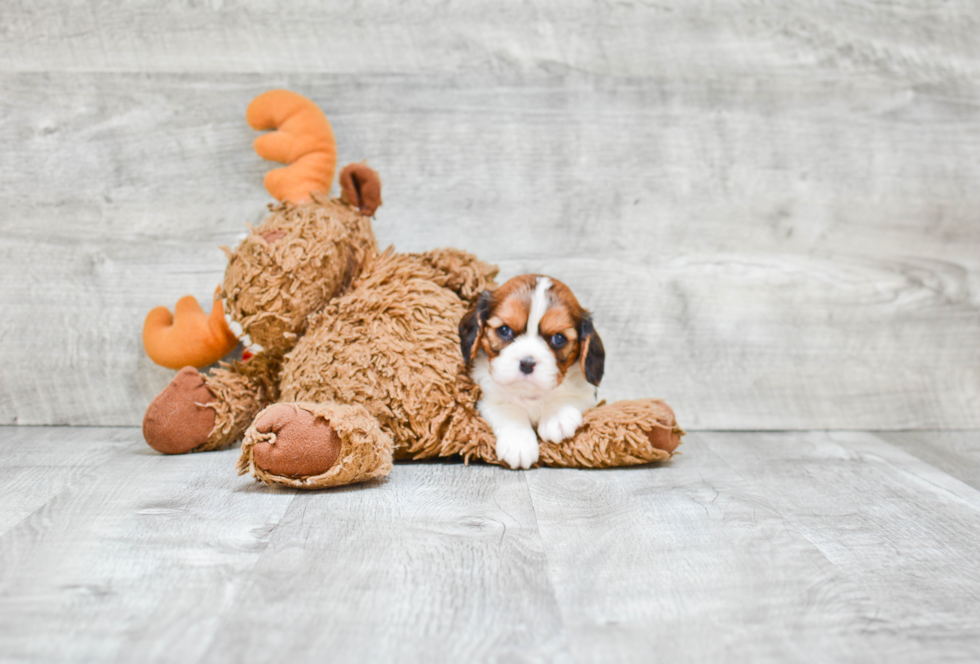 Cavachon Pup Being Cute