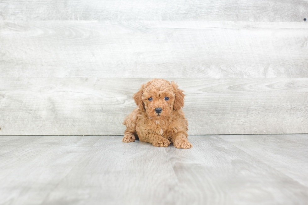 Poodle Puppy for Adoption