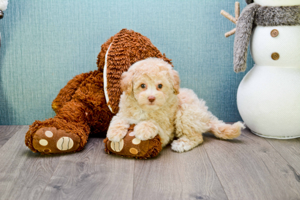 Happy Cavapoo Baby