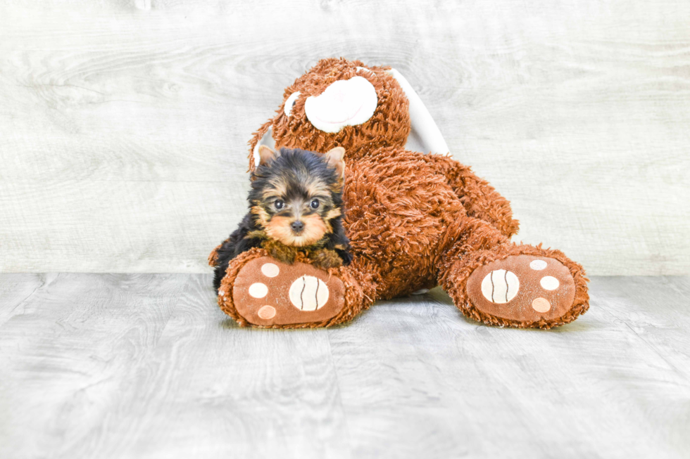 Meet Nugget - our Yorkshire Terrier Puppy Photo 