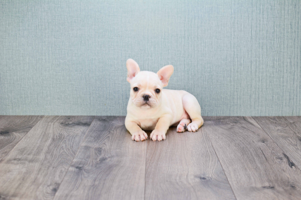 French Bulldog Puppy for Adoption