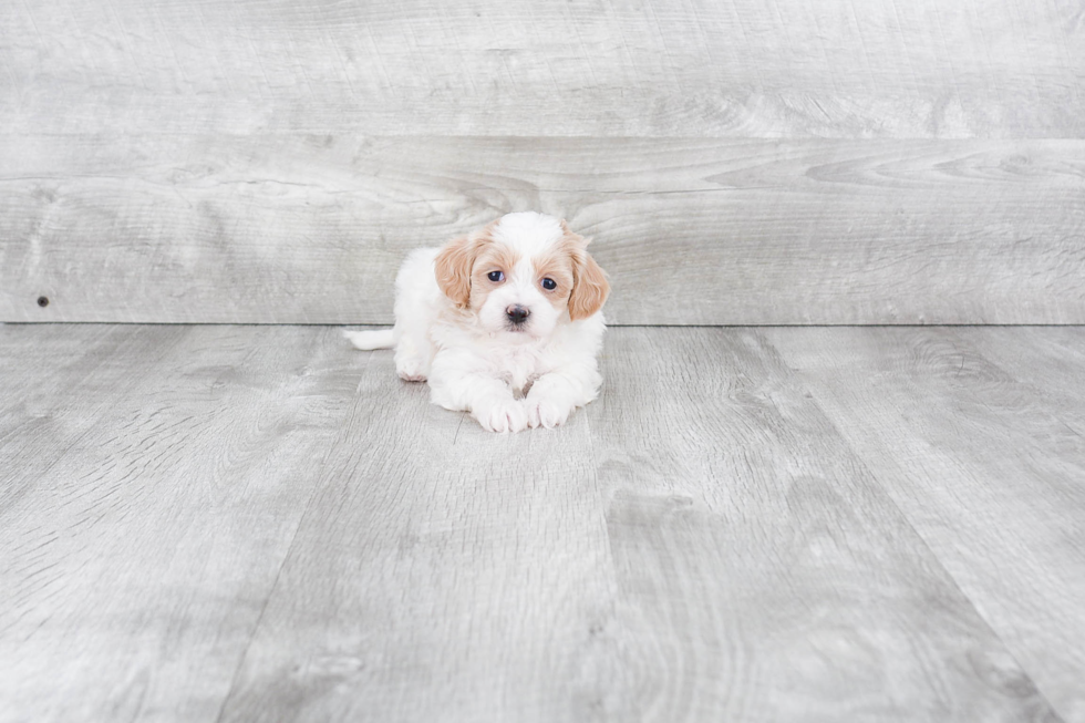 Maltipoo Pup Being Cute