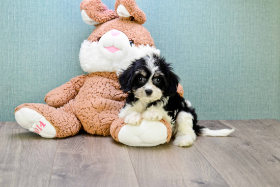 Cavachon Pup Being Cute