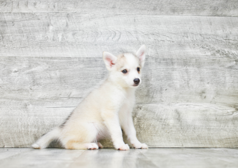 Hypoallergenic Mini Husky Designer Puppy