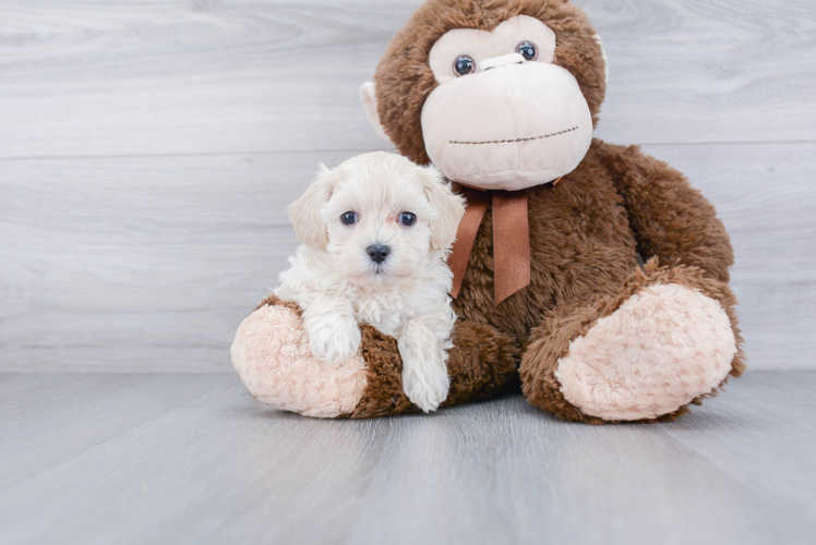 Fluffy Maltipoo Poodle Mix Pup