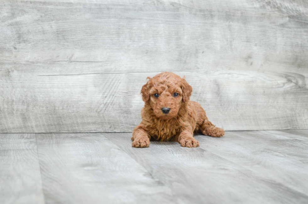 Sweet Mini Goldendoodle Baby