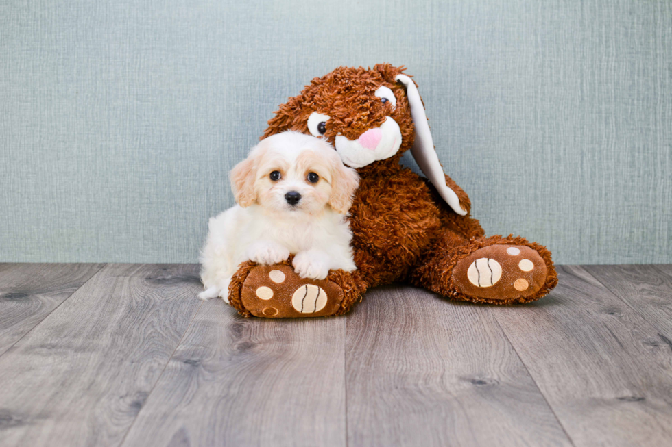 Best Cavachon Baby