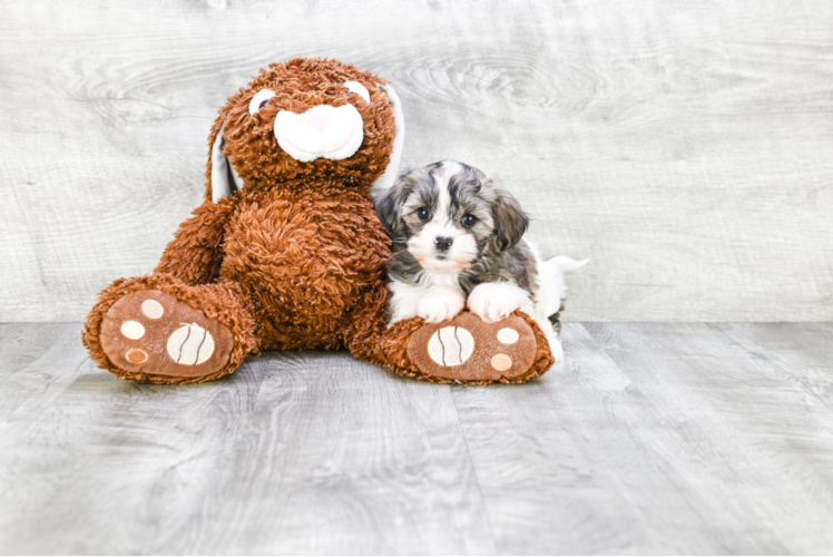 Happy Teddy Bear Baby