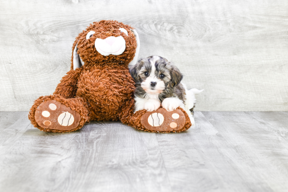 Happy Teddy Bear Baby