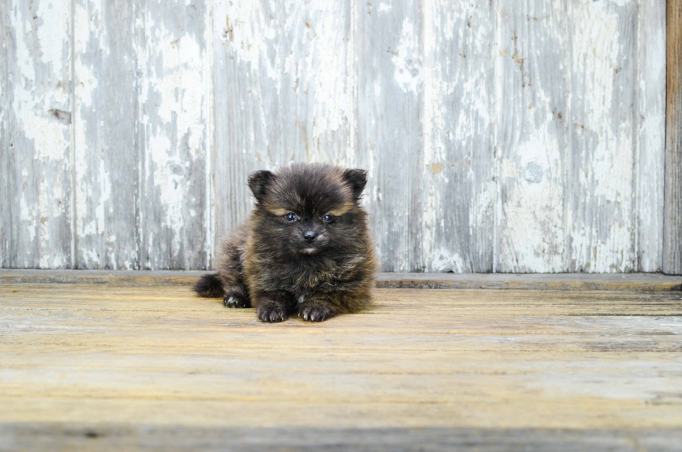 Funny Pomeranian Baby